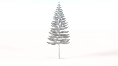 AM238_036_Araucaria_heterophylla_Wire
