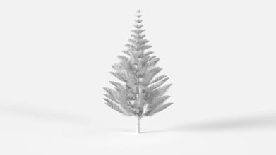 AM238_037_Araucaria_heterophylla_Wire