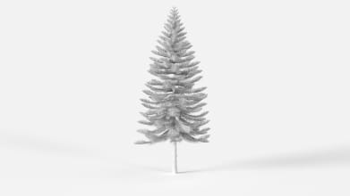 AM238_038_Araucaria_heterophylla_Wire