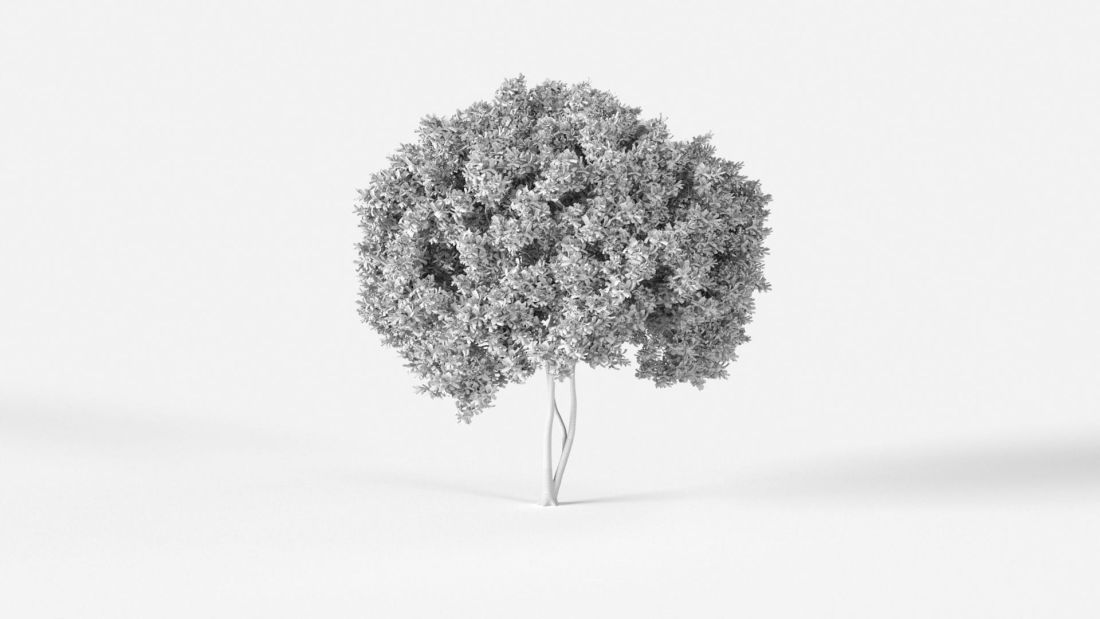 AM238_039_Cupaniopsis_anacardioid_Wire