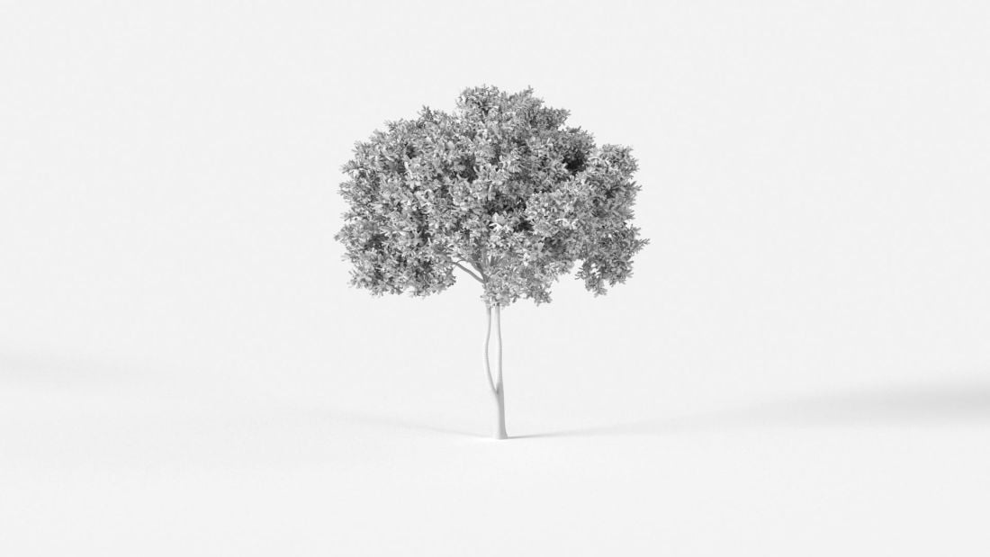 AM238_040_Cupaniopsis_anacardioid_Wire