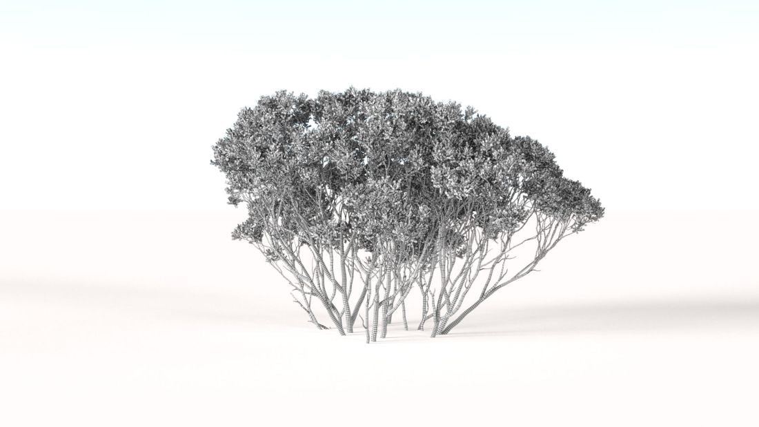 AM238_041_Eucalyptus_Wire