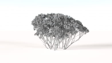 AM238_041_Eucalyptus_Wire