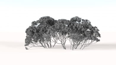 AM238_042_Eucalyptus_Wire