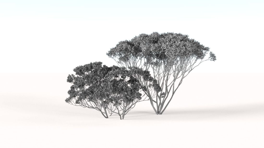 AM238_043_Eucalyptus_Wire