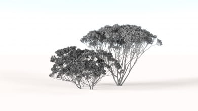 AM238_043_Eucalyptus_Wire