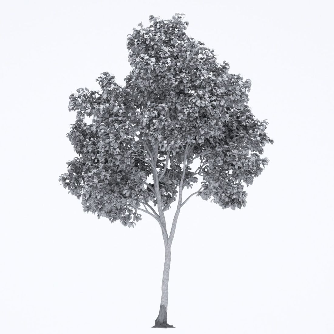 AM250_001_Robinia_wire