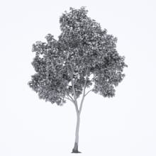 AM250_001_Robinia_wire