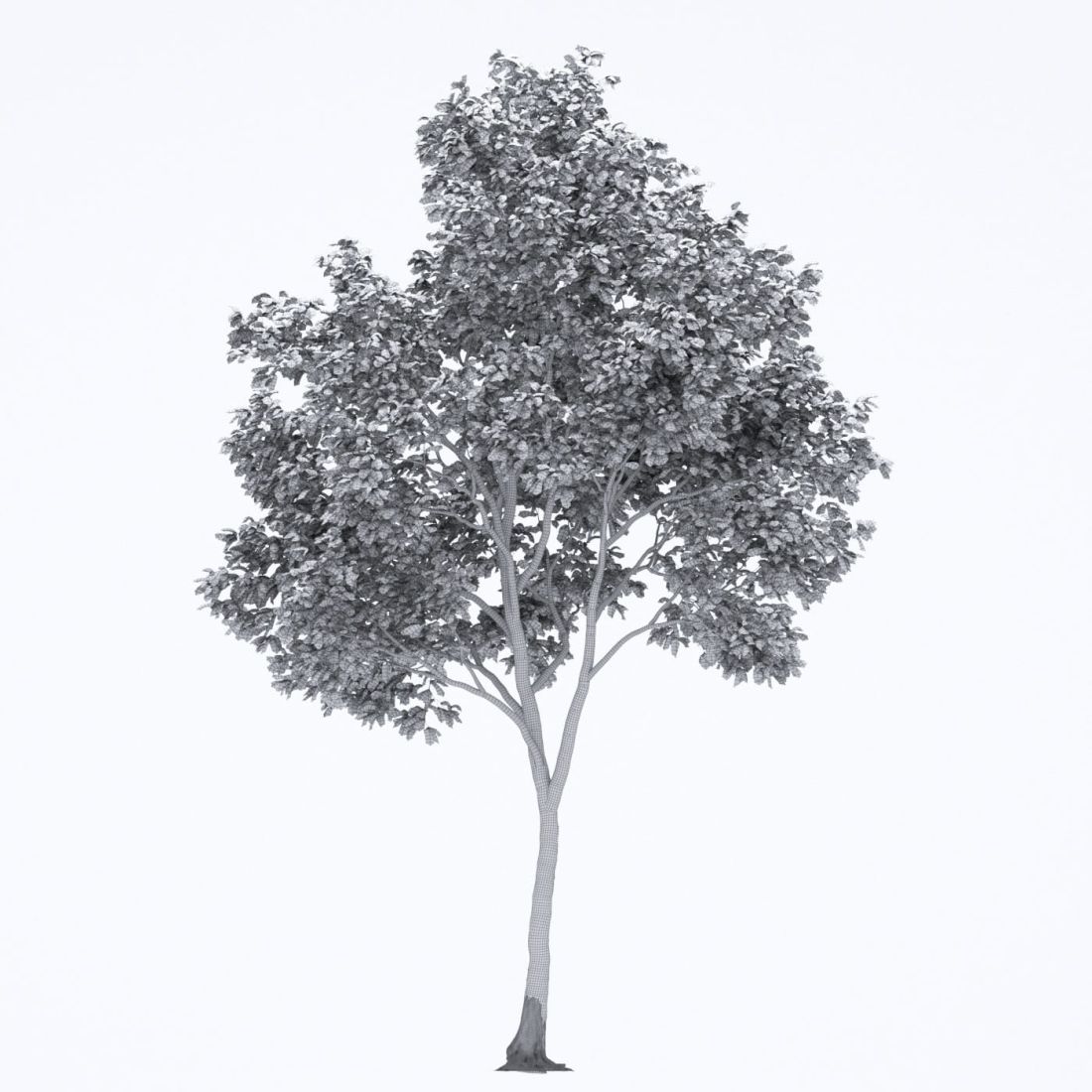 AM250_002_Robinia_Autumn_wire