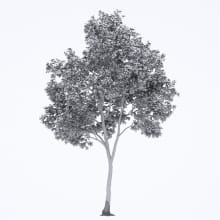 AM250_002_Robinia_Autumn_wire