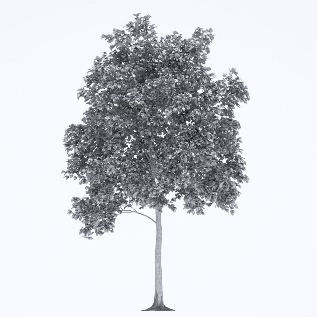 AM250_003_Robinia_wire