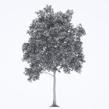 AM250_003_Robinia_wire