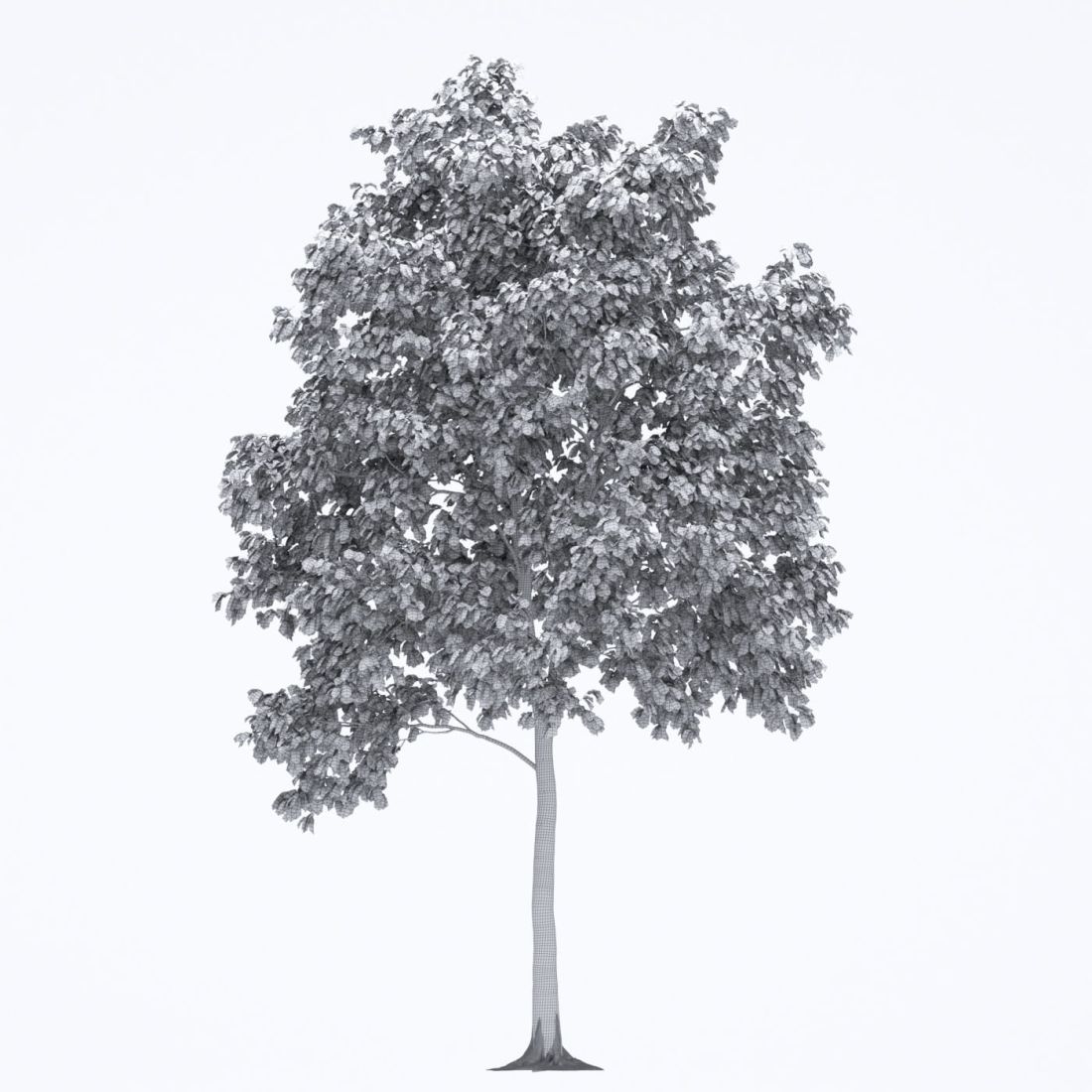 AM250_004_Robinia_Autumn_wire