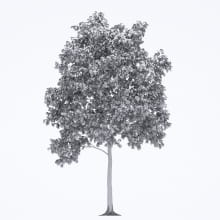 AM250_004_Robinia_Autumn_wire