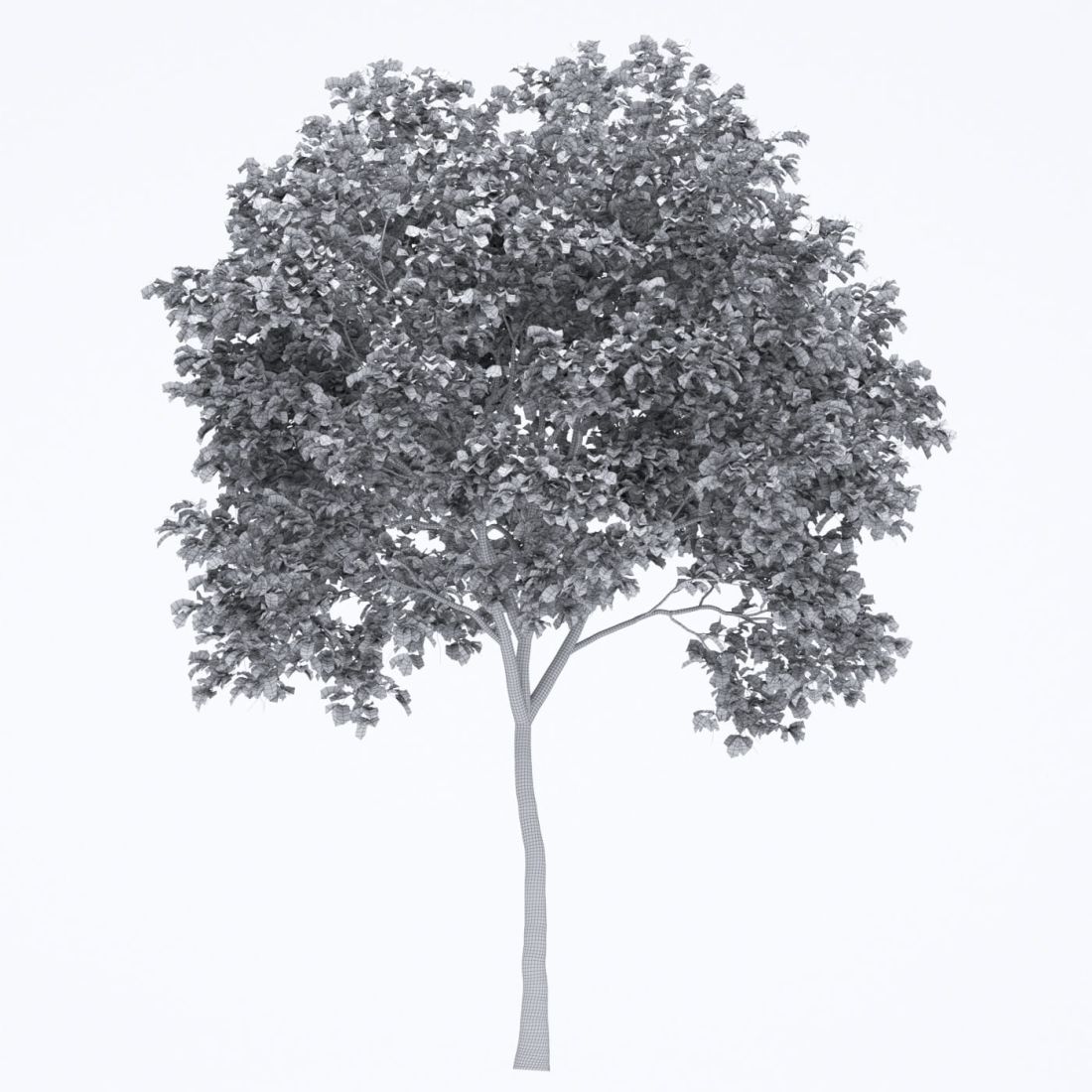 AM250_005_Robinia_wire