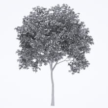 AM250_005_Robinia_wire