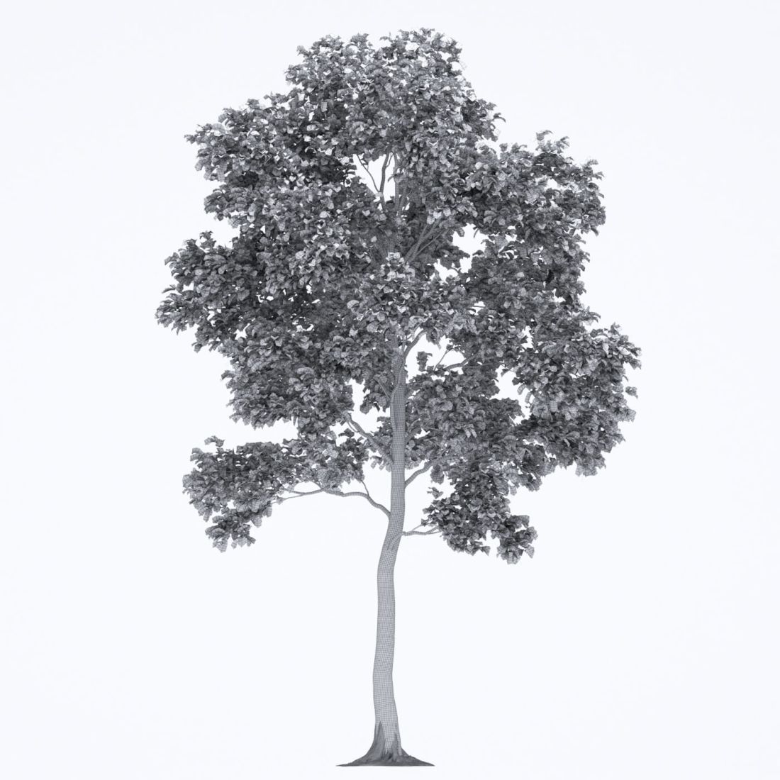 AM250_007_Robinia_wire