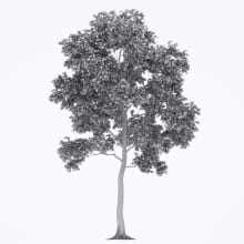 AM250_007_Robinia_wire