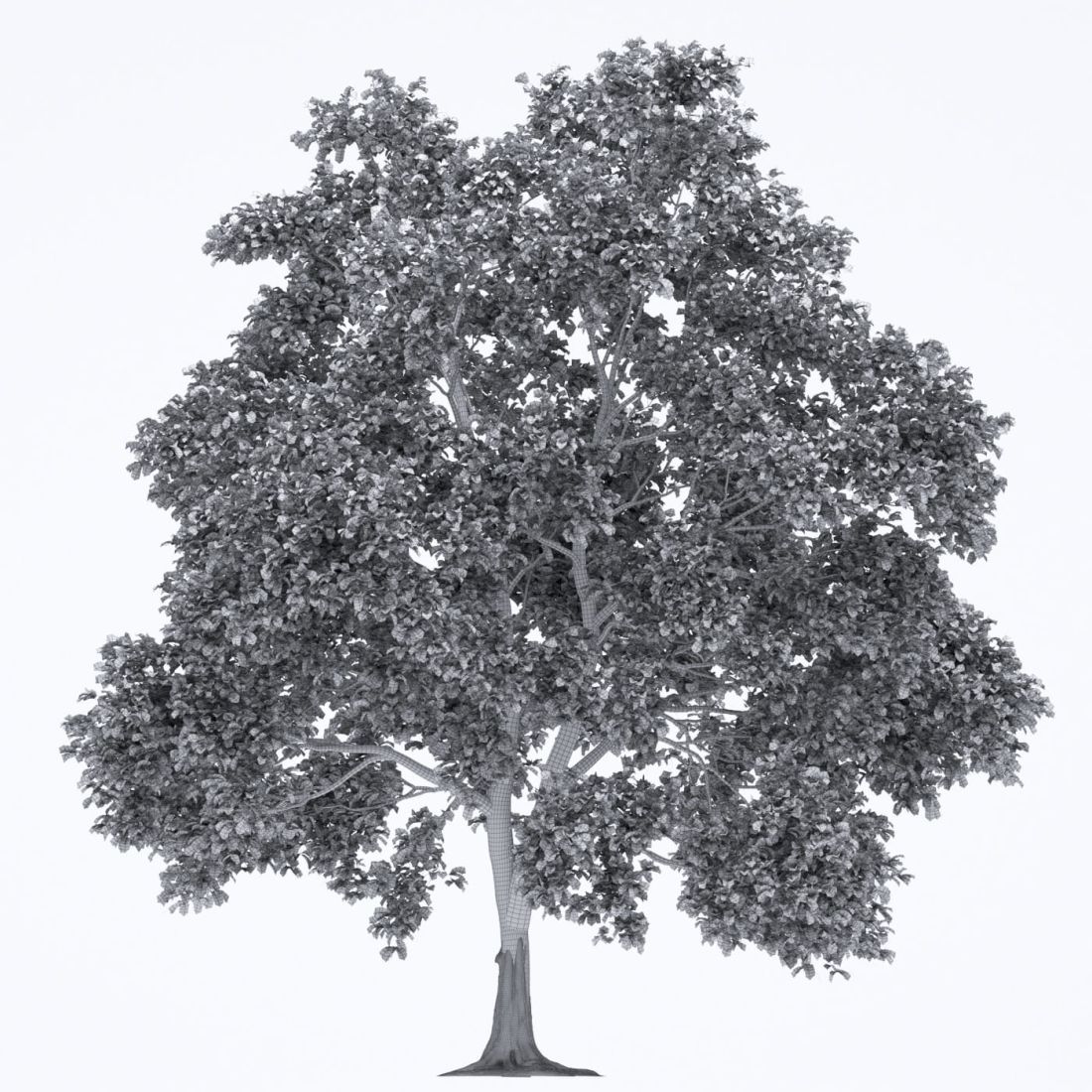 AM250_009_Robinia_wire