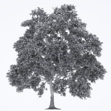AM250_009_Robinia_wire