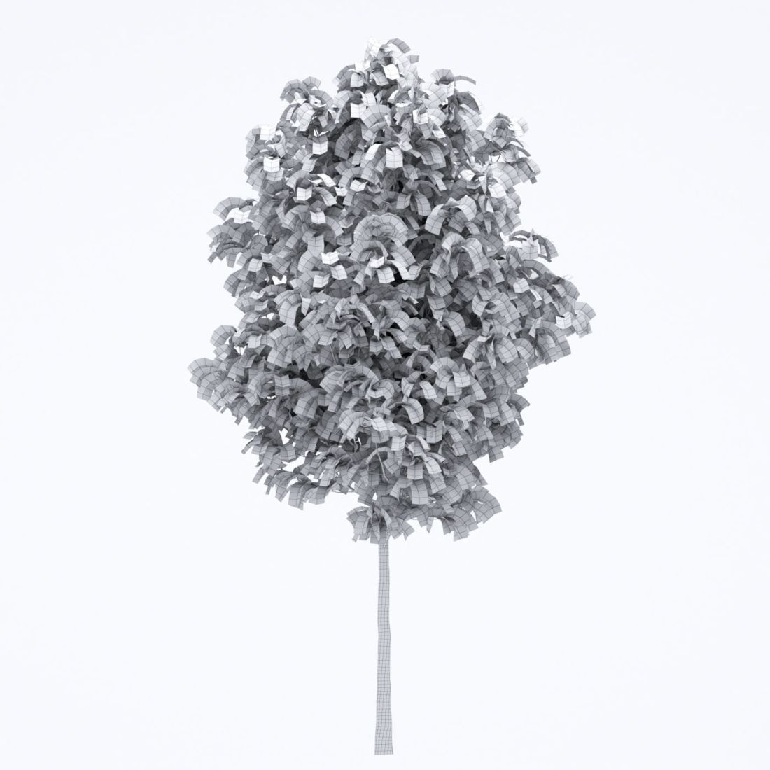 AM250_012_Robinia_Autumn_wire