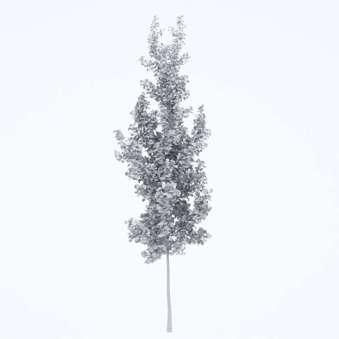 AM250_013_Ginkgo_Biloba_wire
