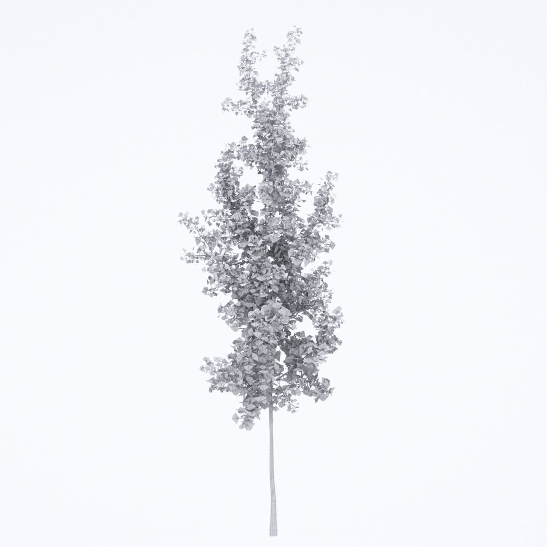 AM250_014_Ginkgo_Biloba_Autumn_wire