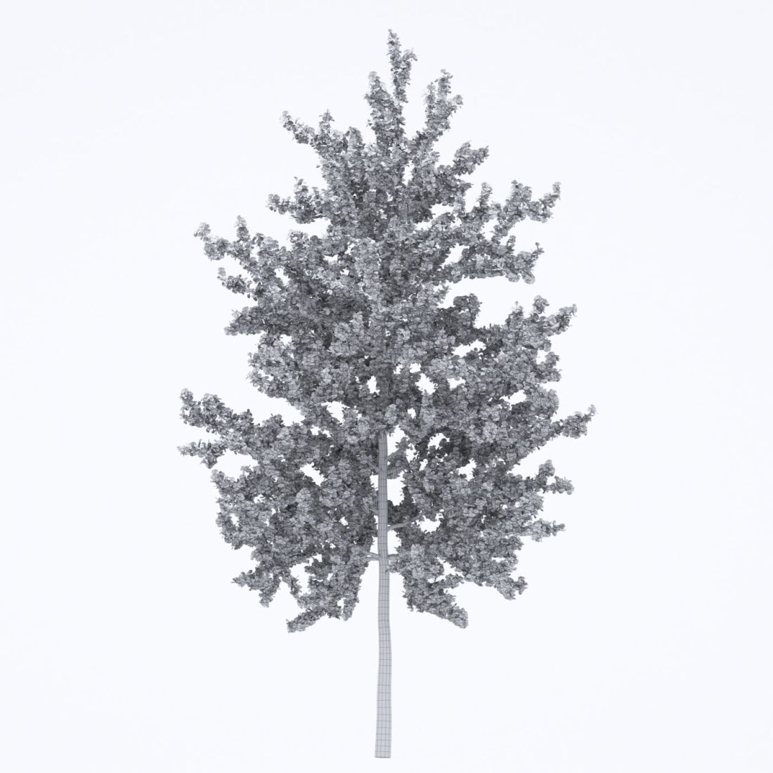 AM250_015_Ginkgo_Biloba_wire
