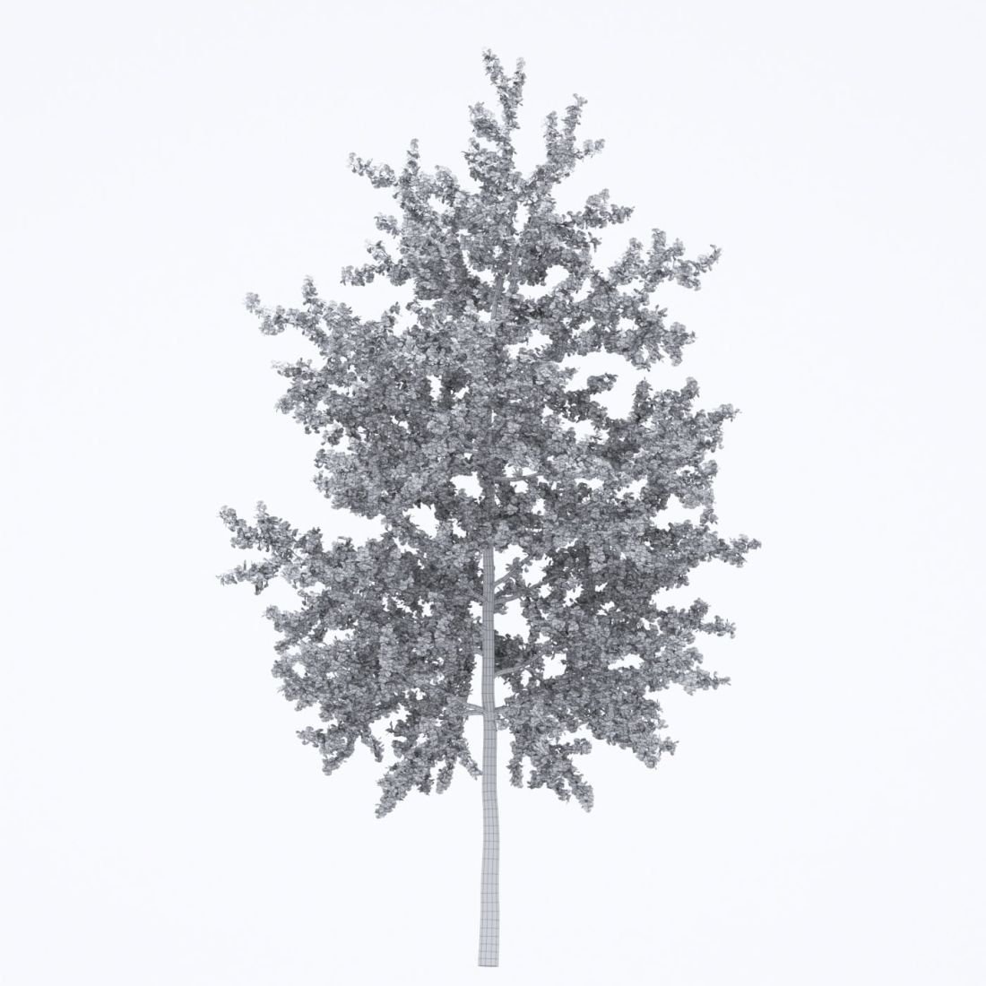 AM250_016_Ginkgo_Biloba_Autumn_wire