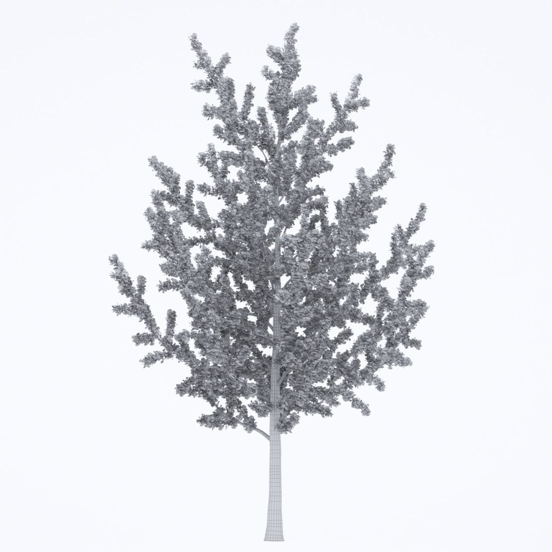 AM250_017_Ginkgo_Biloba_wire