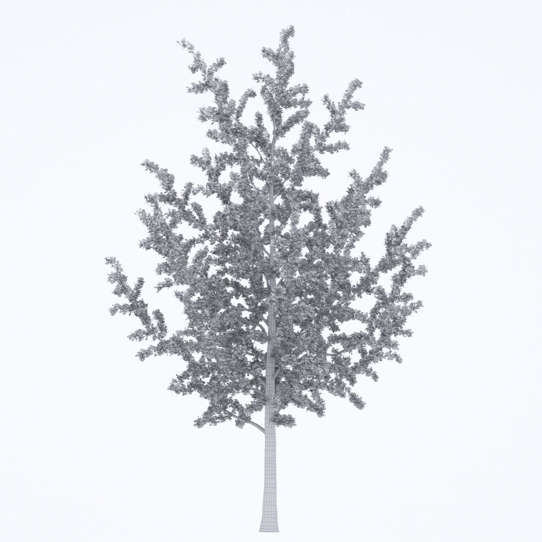 AM250_018_Ginkgo_Biloba_Autumn_wire
