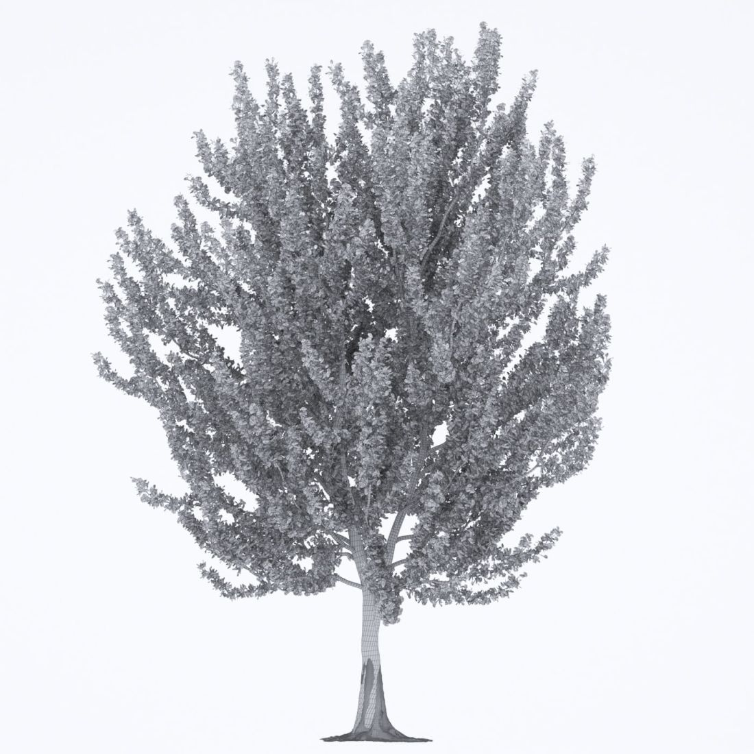 AM250_019_Ginkgo_Biloba_wire