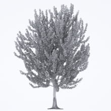 AM250_019_Ginkgo_Biloba_wire