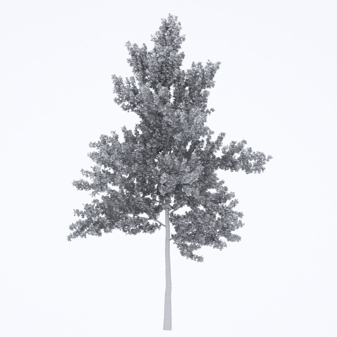AM250_021_Ginkgo_Biloba_wire