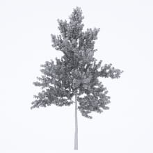 AM250_021_Ginkgo_Biloba_wire