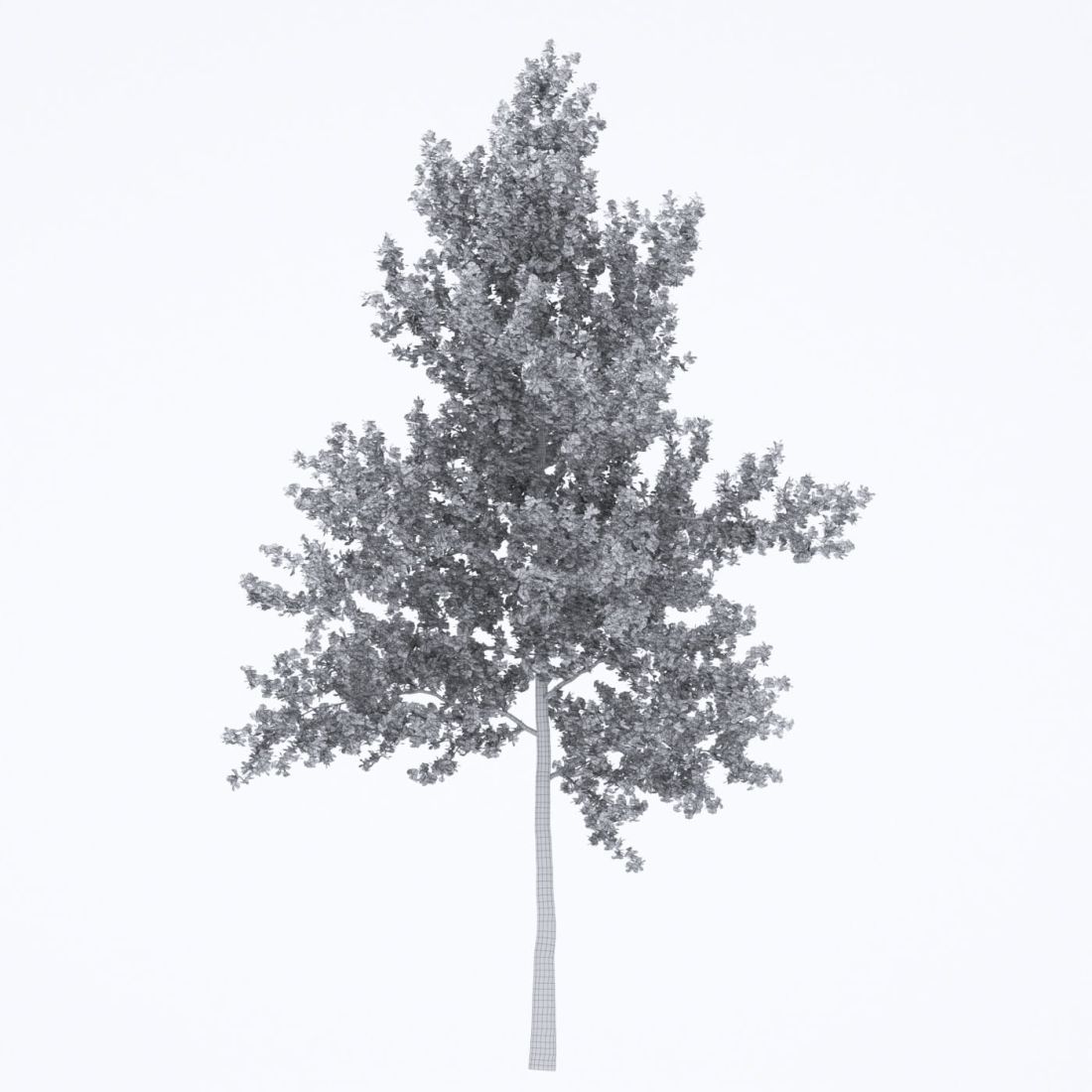 AM250_022_Ginkgo_Biloba_Autumn_wire
