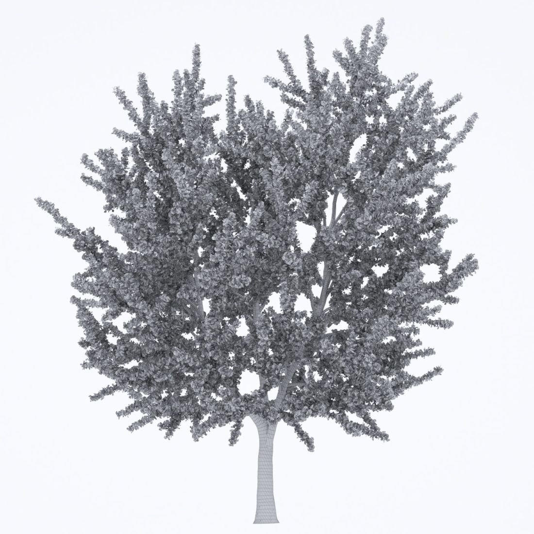 AM250_023_Ginkgo_Biloba_wire