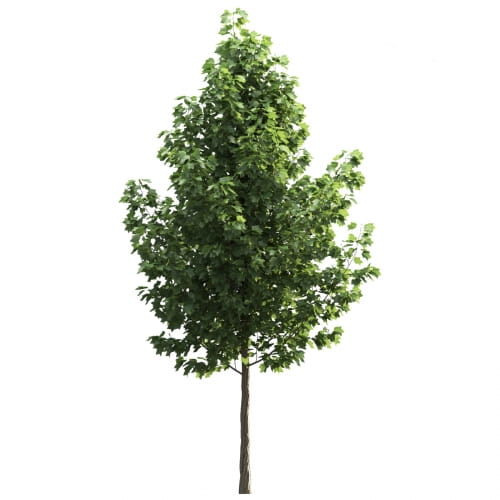 Liriodendron 25 AM250 Archmodels