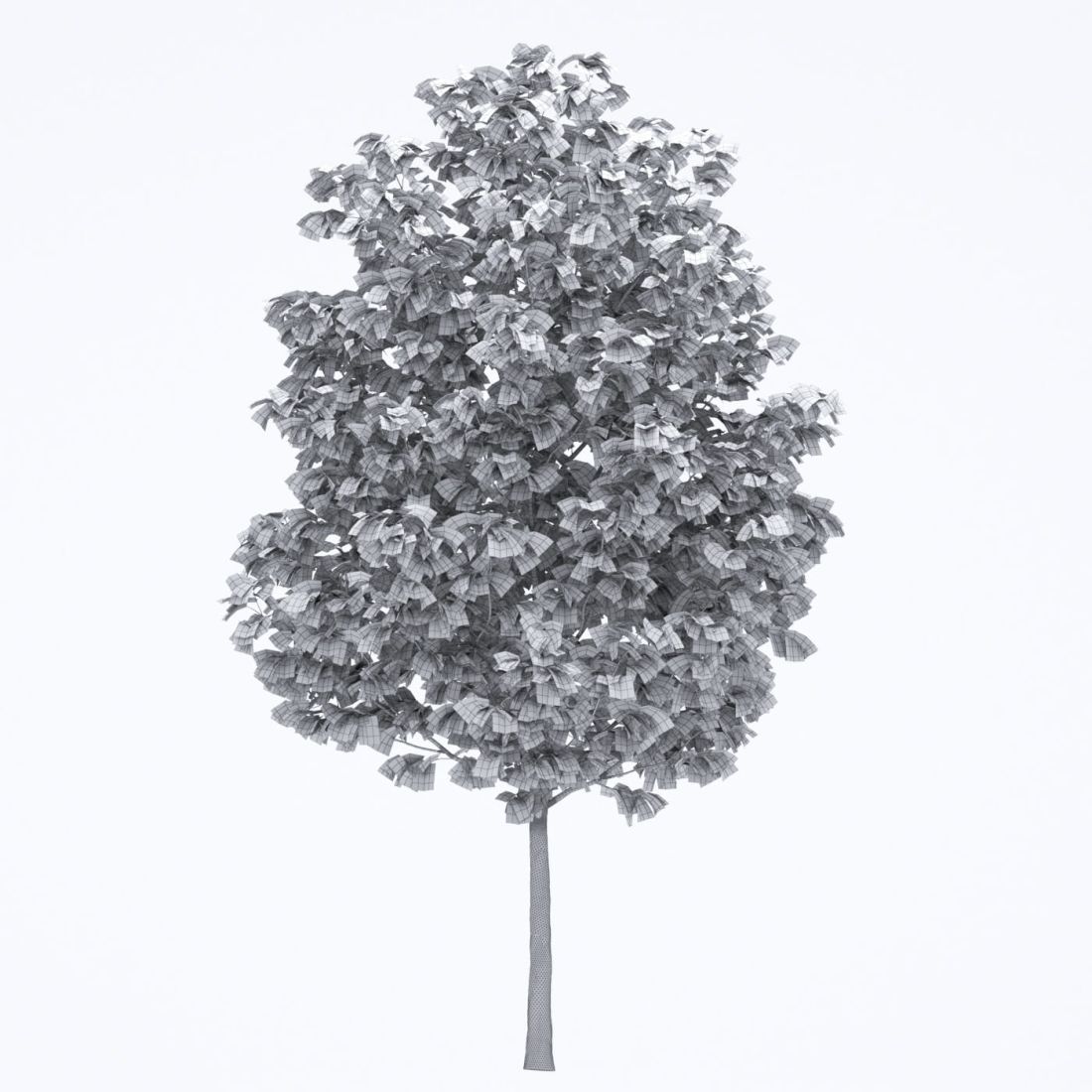 AM250_027_Liriodendron_wire