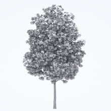 AM250_027_Liriodendron_wire
