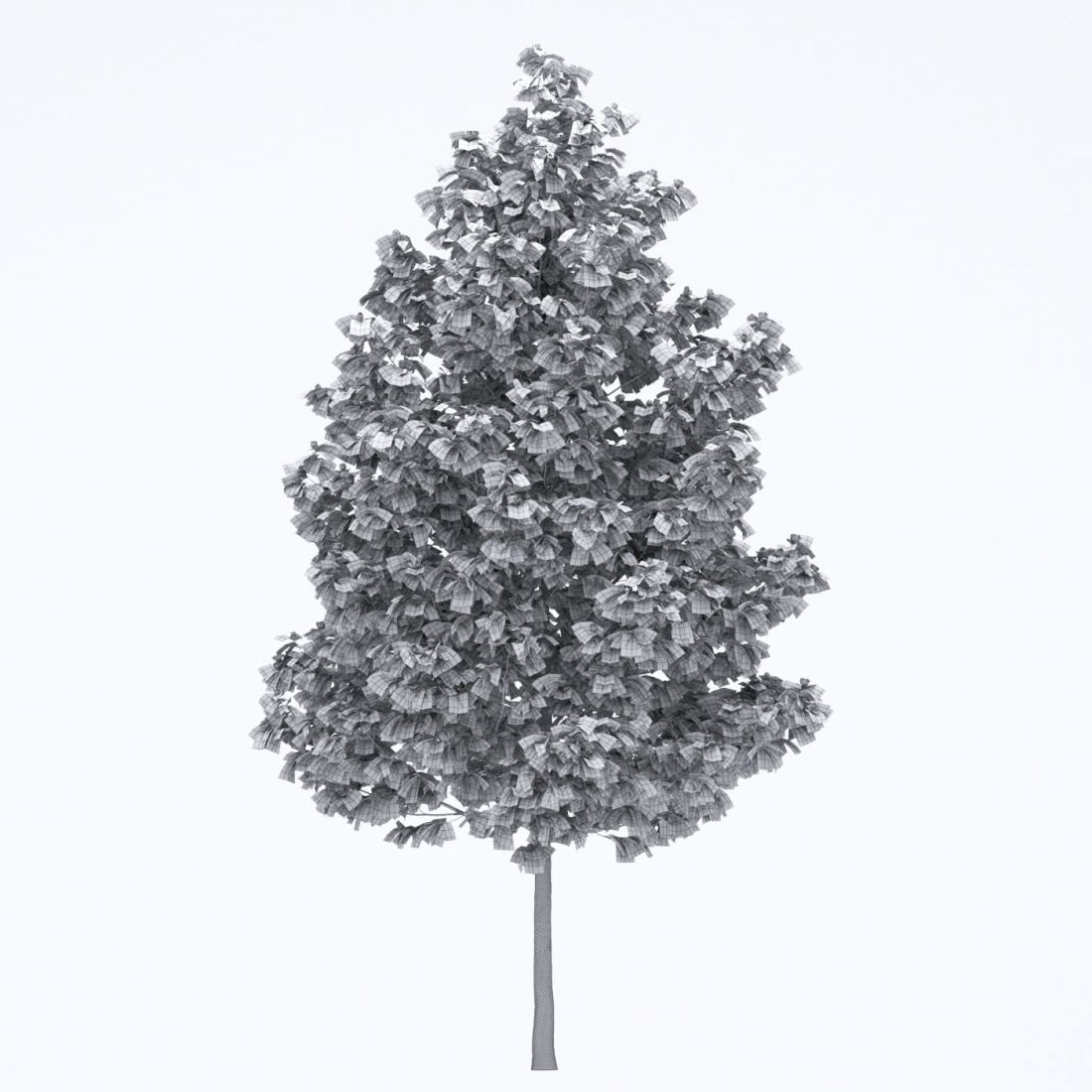 AM250_029_Liriodendron_wire
