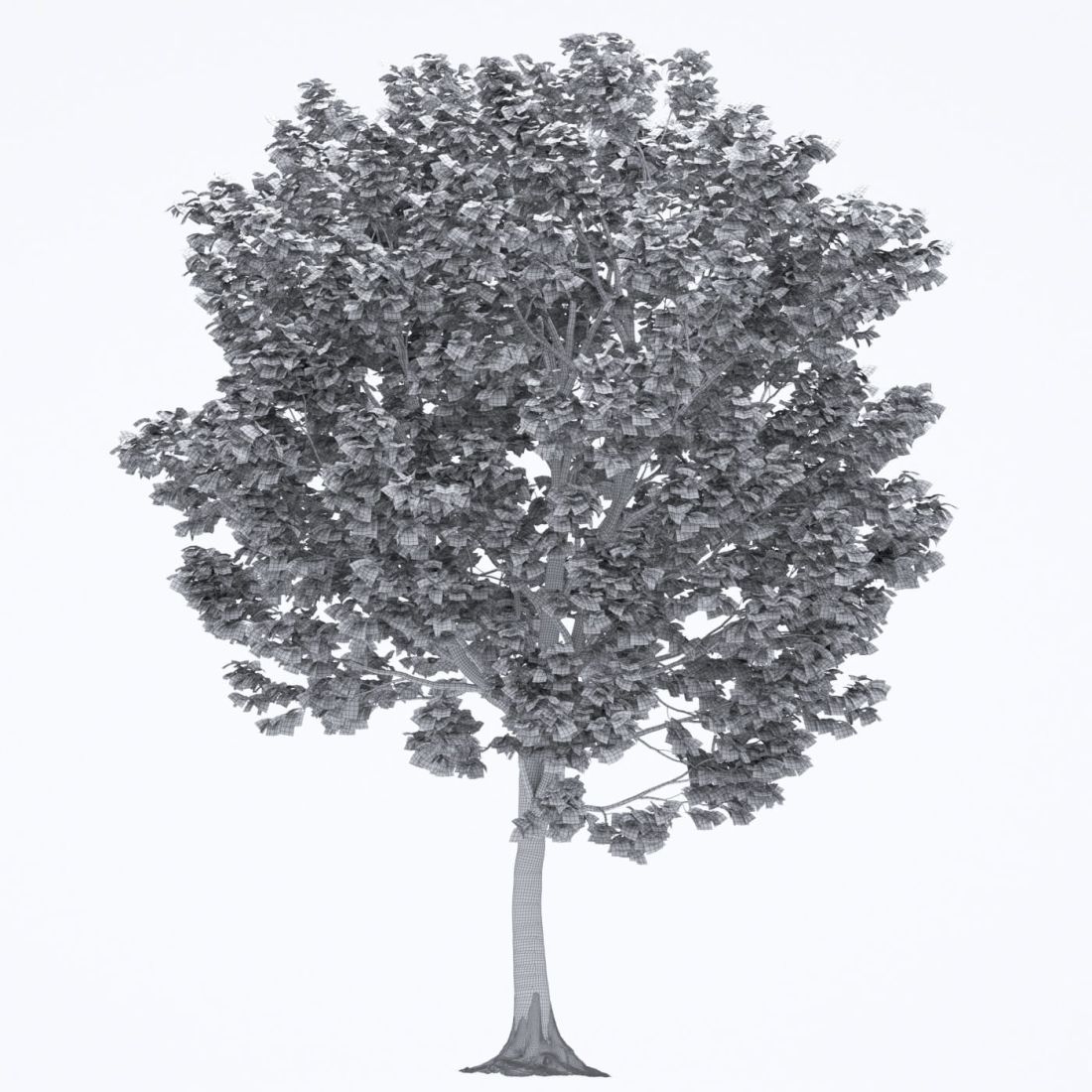 AM250_031_Liriodendron_wire