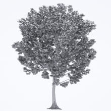 AM250_031_Liriodendron_wire