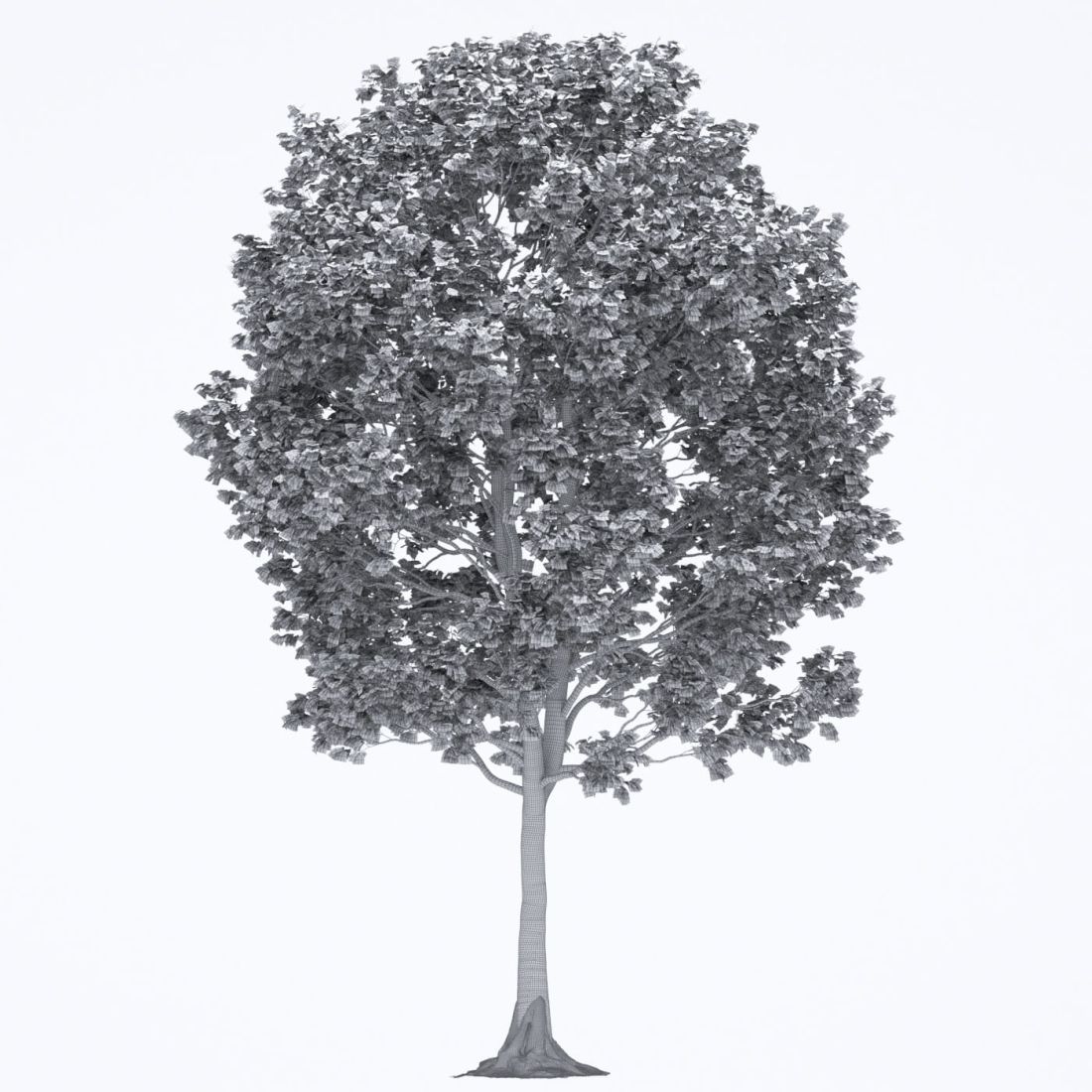 AM250_033_Liriodendron_wire