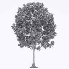 AM250_033_Liriodendron_wire