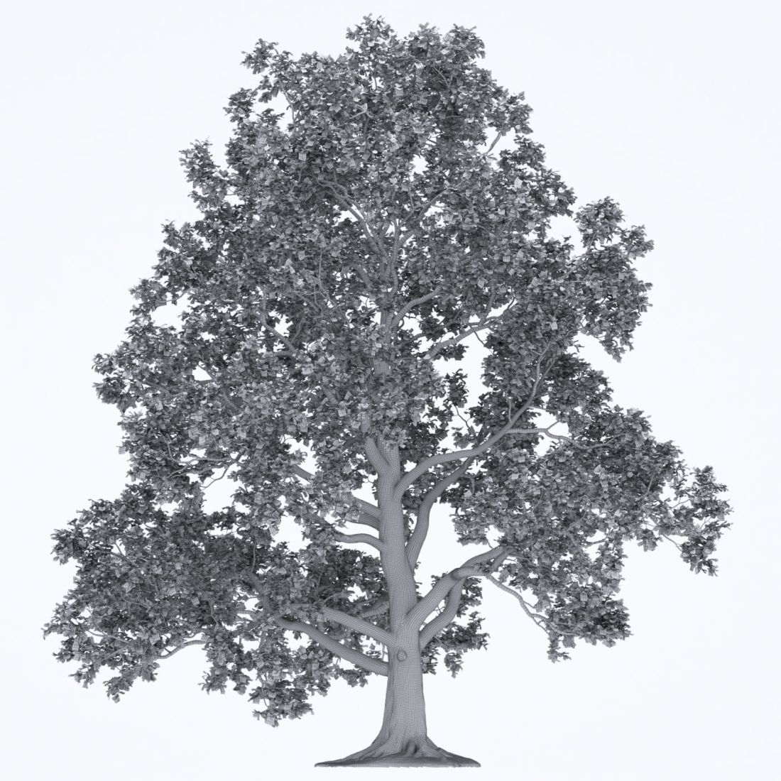 AM250_035_Liriodendron_wire