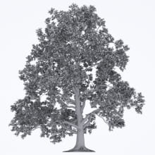AM250_035_Liriodendron_wire