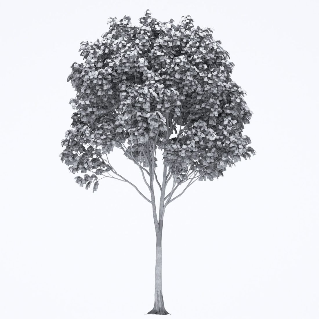 AM250_037_Acer_wire