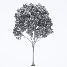 AM250_037_Acer_wire