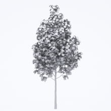 AM250_040_Acer_Autumn_wire